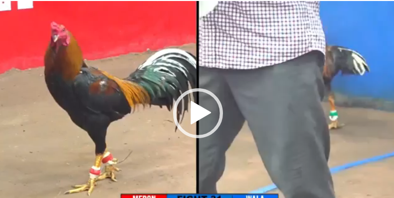 manh ben tre vs duyen ti