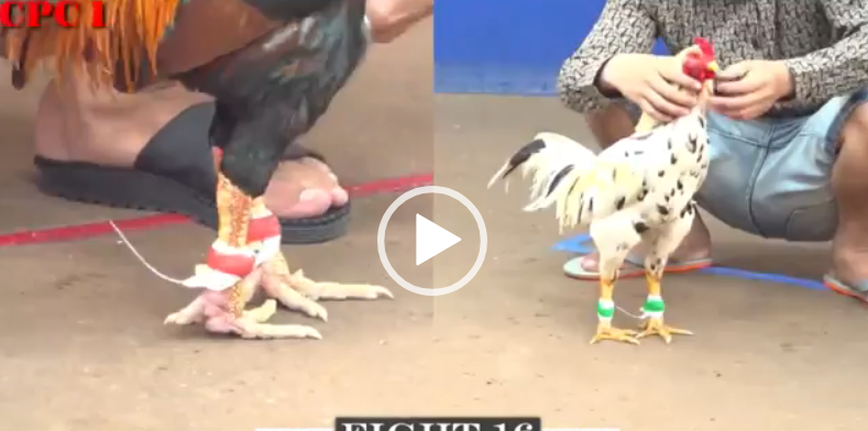 duyên ti vs bảo sting xổ 2 tỷ