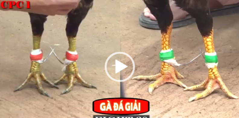 TÍNH GAKING VS GIANG BÌNH CHÁNH