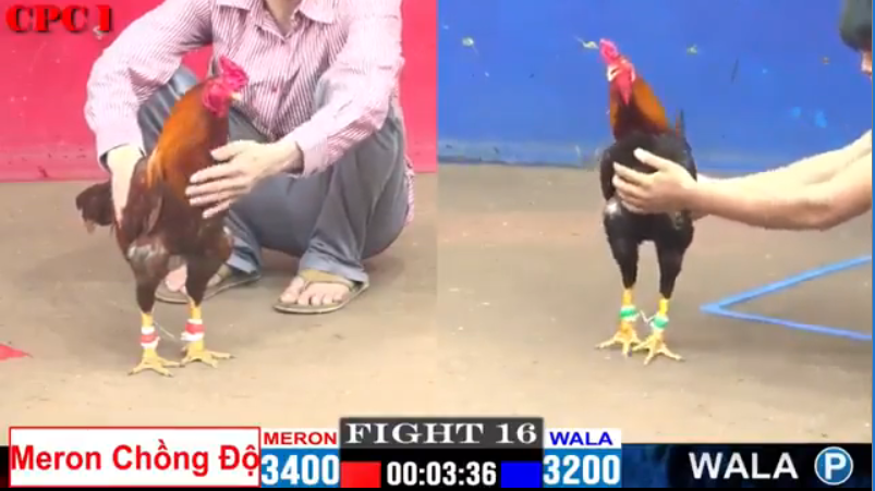 tran-16-cpc1-my-lieu-vs-anh-hoa-08-08-2024