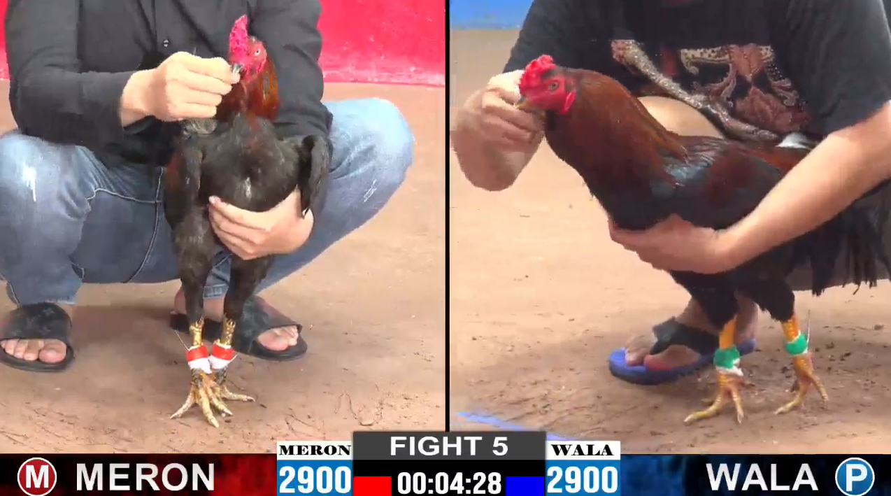 anh-trung-vs-bao-sting-tran-5-cpc2-ngay-15-09-2024