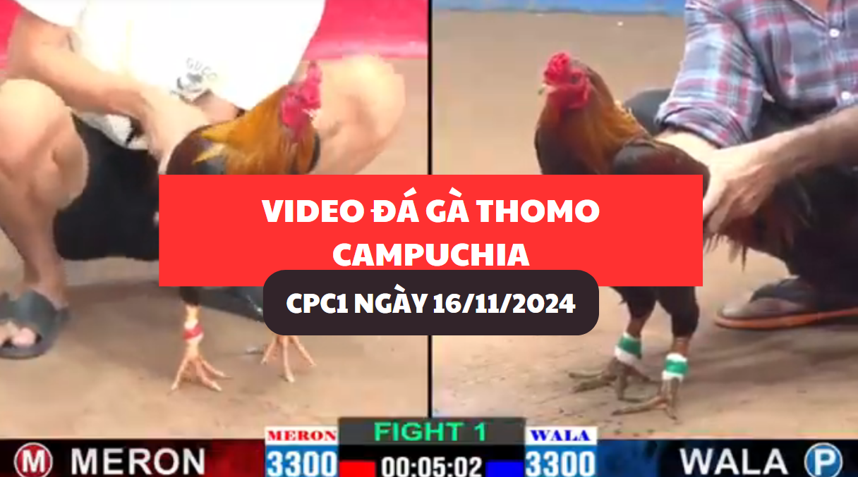 đá gà thomo tại cpc1 ngày 16/11/2024