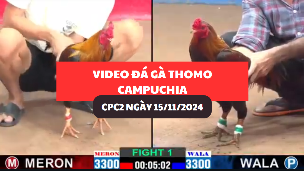 đá gà thomo tại cpc2 ngày 15/11/2024