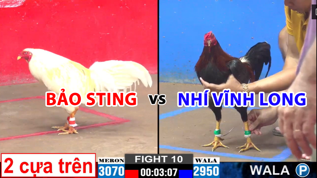 trận 10 cpc2 ngày 24/11/2024 hôm nay bảo sting vs nhí vĩnh long