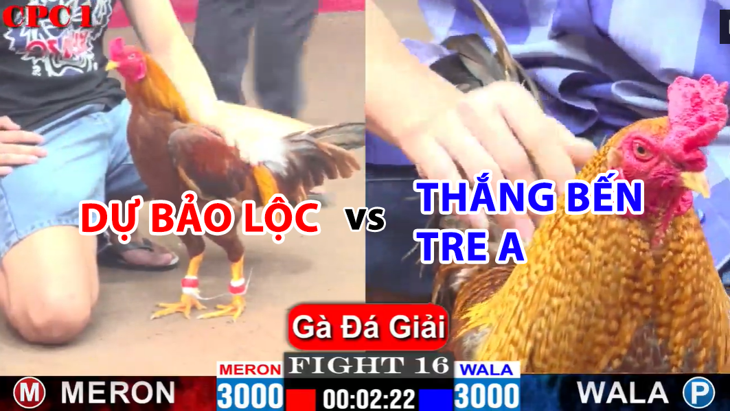 trận 16 cpc1 ngày 23/11/2024 dự bảo lộc vs thắng bên tre a