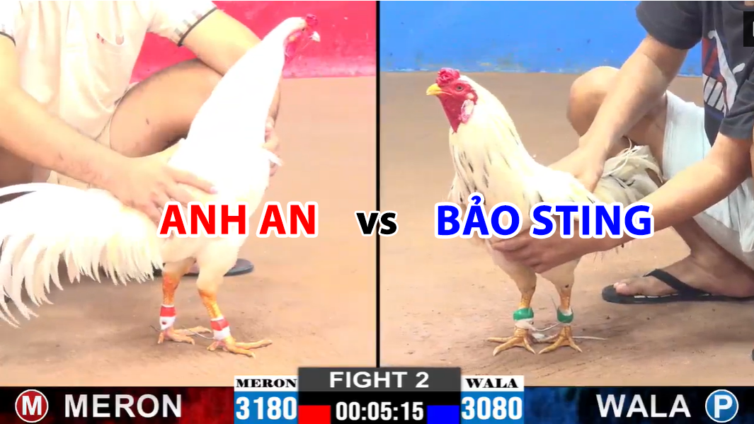 trận 2 cpc2 ngày 27/11/2024 anh an vs bảo sting