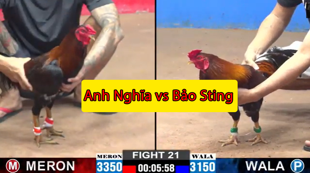trận 21 cpc2 ngày 15/11/2024 bảo sting vs anh nghĩa