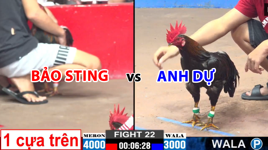 trận 22 cpc2 ngày 27/11/2024 hôm nay giữa anh dự vs bảo sting