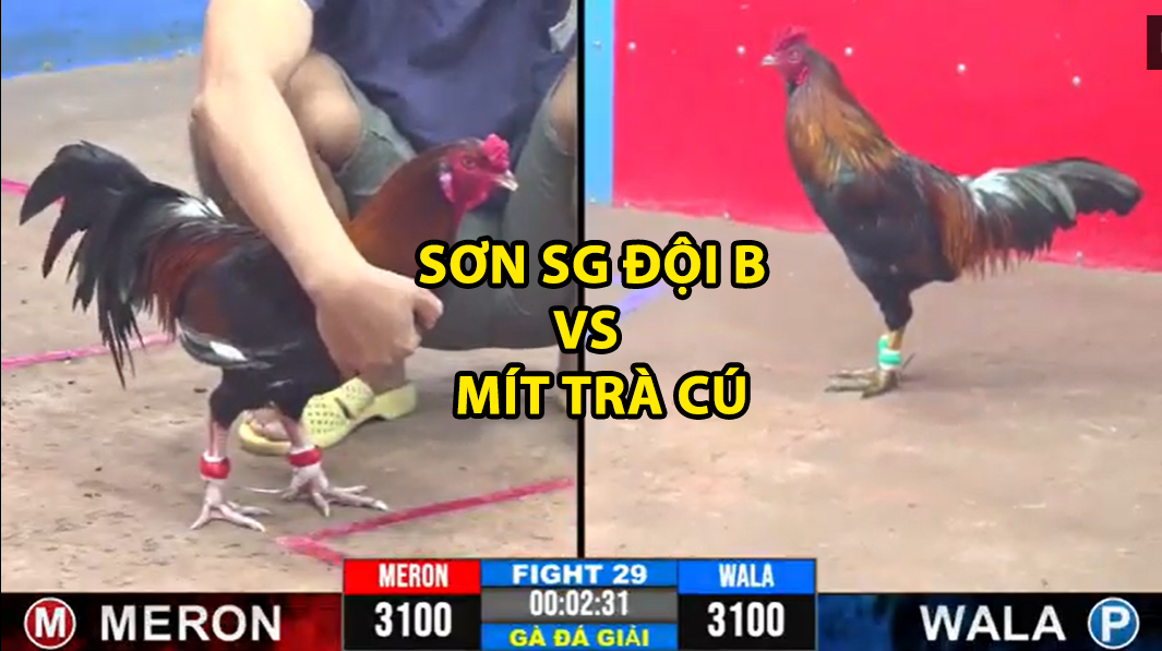trận 29 cpc3 ngày 19/11/2024 sơn sài gòn đội b vs mít trà cú