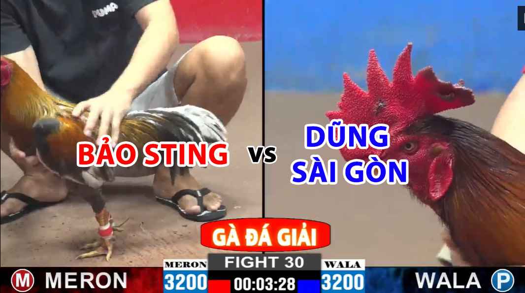 trận 30 cpc2 ngày 24/11/2024 bảo sting vs dũng sài gòn
