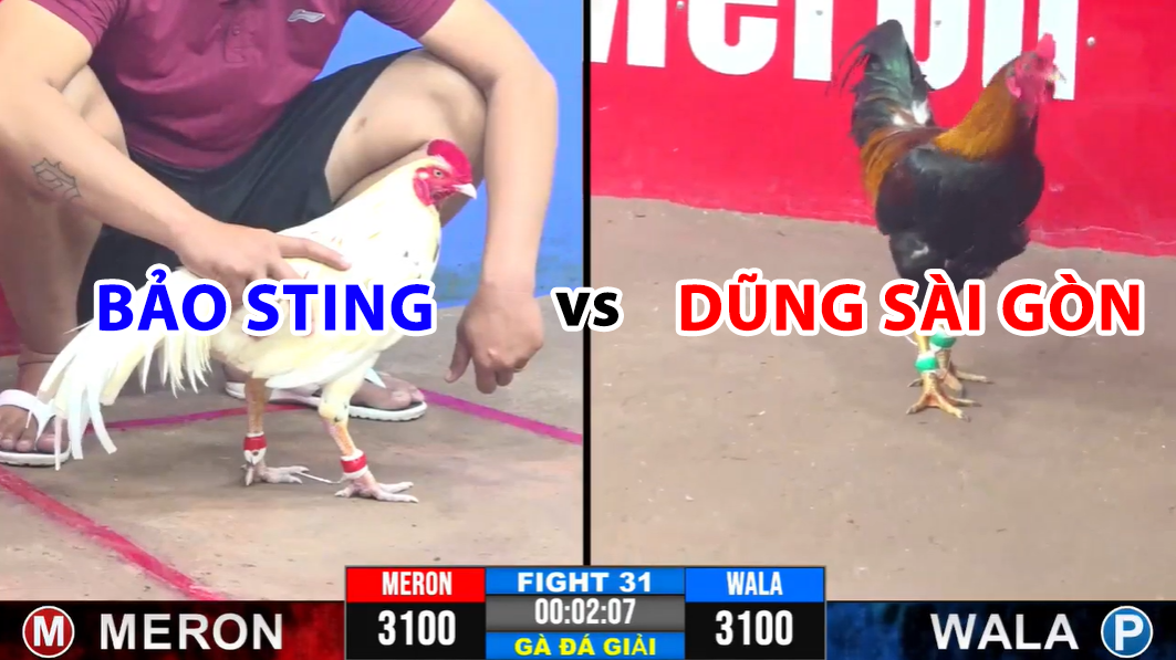 trận 31 cpc3 ngày 19/11/2024 bải sting vs dũng sài gòn