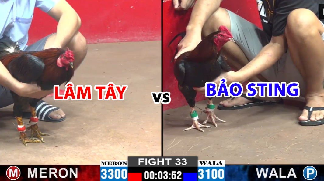 trận 33 cpc2 ngày 29/11/2024 hôm nay bảo sting vs lâm tây