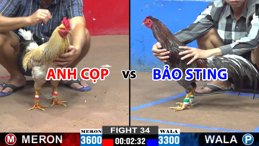 trận 34 cpc2 ngày 20/11/2024 anh cọp vs bảo sting