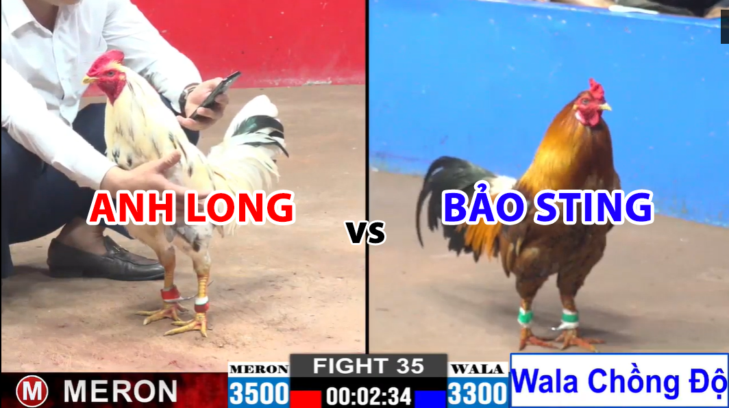 trận 35 cpc2 ngày 29/11/2024 hôm nay bảo sting chồng độ