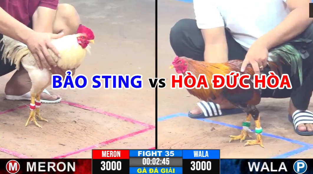 trận 35 cpc3 ngày 19/11/2024