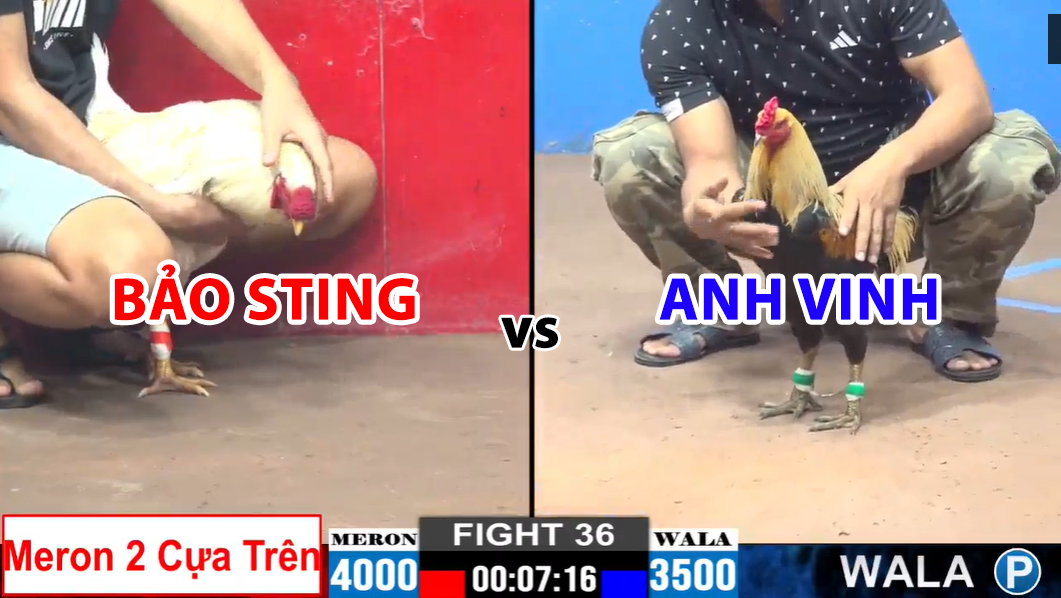 trận 36 cpc2 ngày 29/11/2024 hôm nay bảo sting vs anh vinh