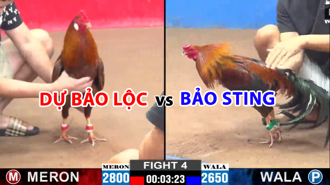 trận 4 cpc2 ngày 24/11/2024 dự bảo lộc vs bảo sting