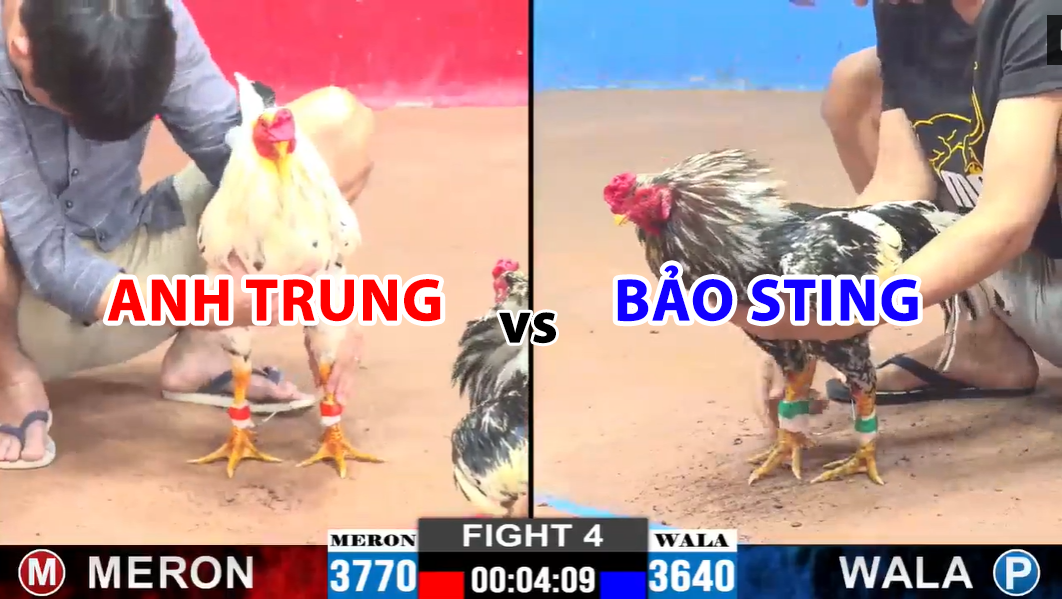 trận cpc2 ngày 29/11/2024 hôm nay bảo sting vs anh trung