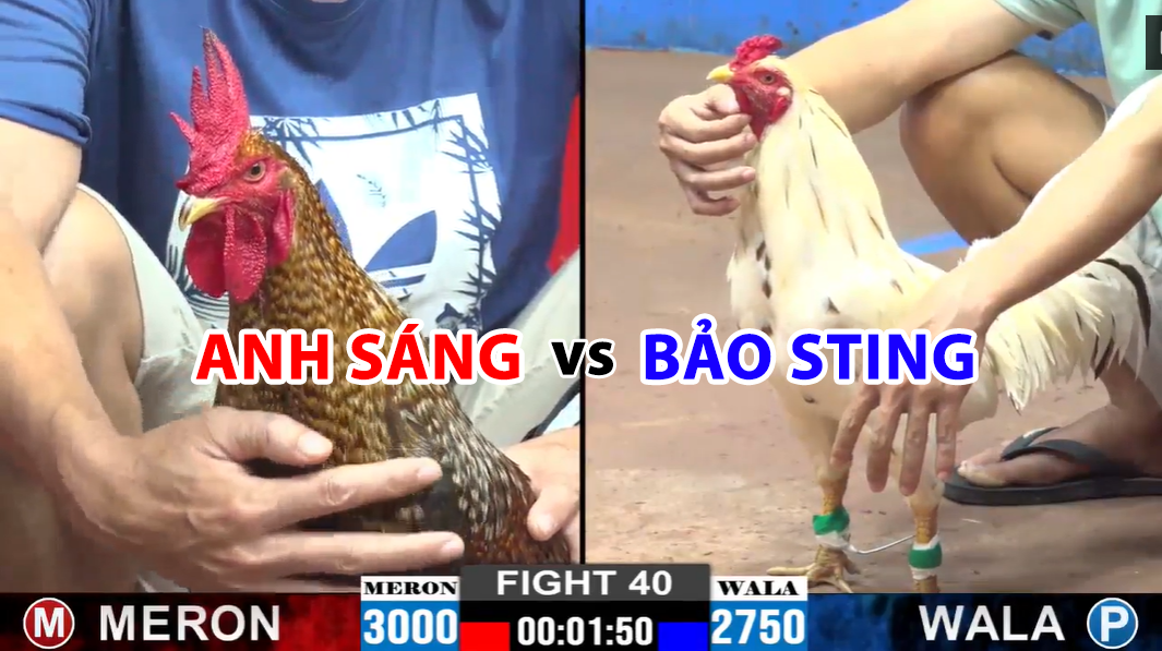 trận 40 cpc2 ngày 22/11/2024 anh sáng vs bảo sting
