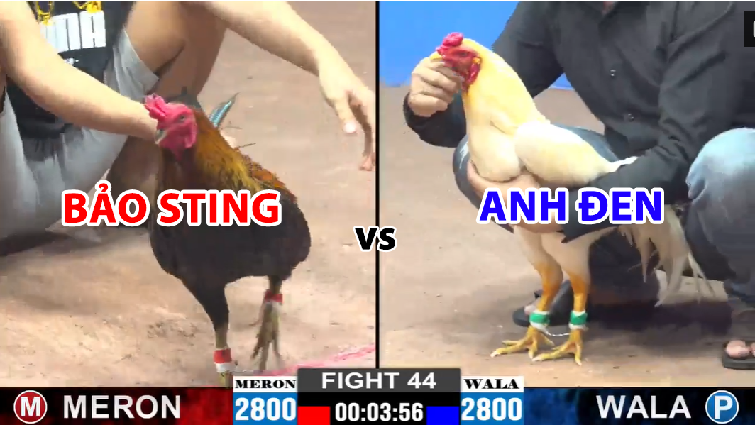 trận 44 cpc2 ngày 29/11/2024 hôm nay bảo sting vs anh đen
