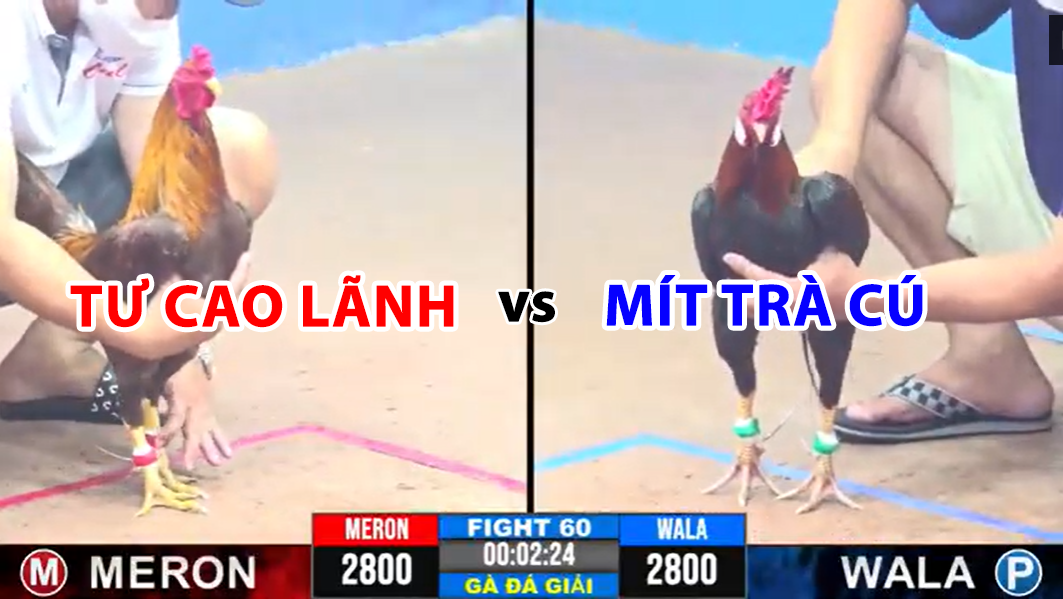 trận 60 cpc3 ngày 19/11/2024 tư cao lãnh vs mít trà cú