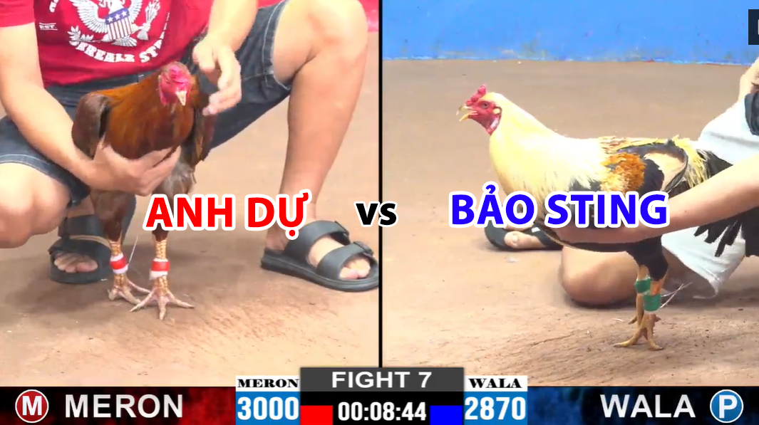 trận 7 cpc2 ngày 27/11/2024 anh dự vs bảo sting