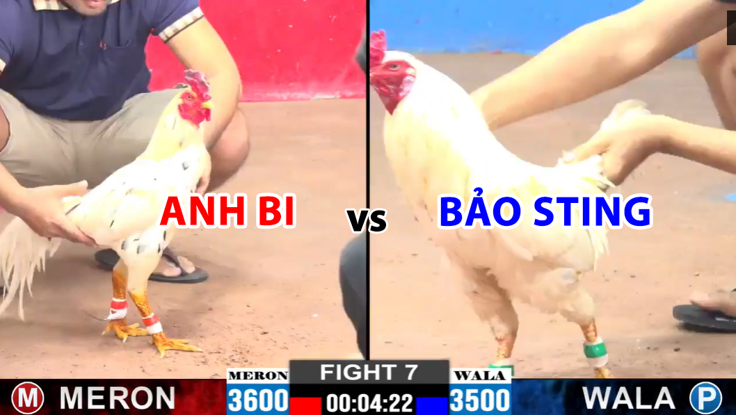 trận 7 cpc2 ngày 29/11/2024 hôm nay bảo sting vs anh bi