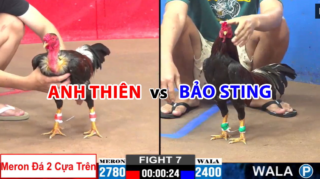 trận 7 cpc2 ngày 20/11/2024 anh thiên vs bảo sting