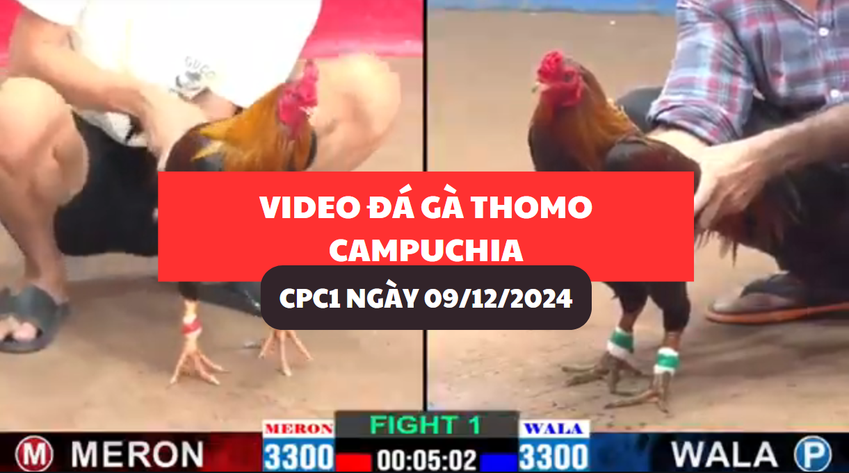 đá gà thomo tại cpc1 ngày 09/12/2024