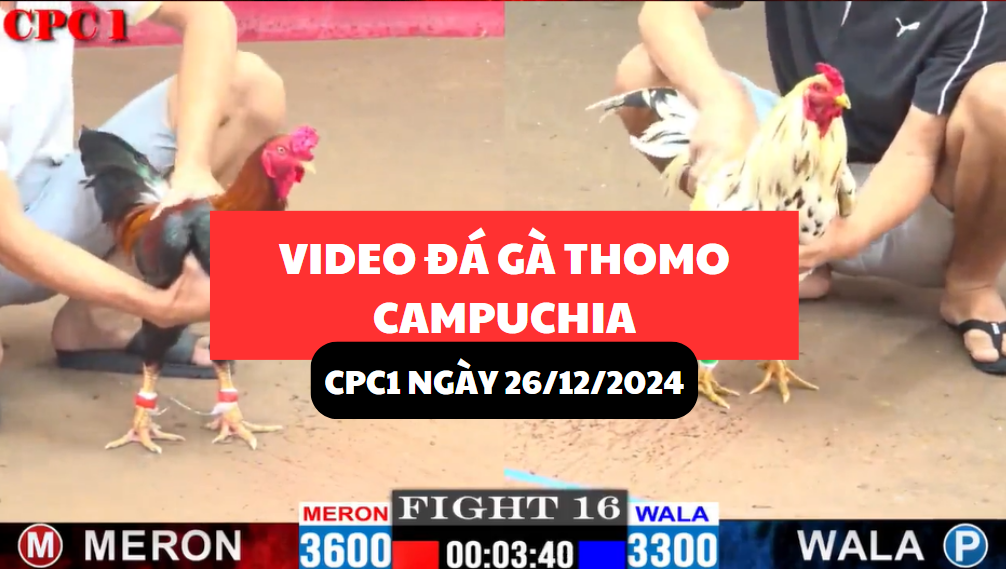 đá gà thomo tại cpc1 ngày 26/12/2024 hôm nay