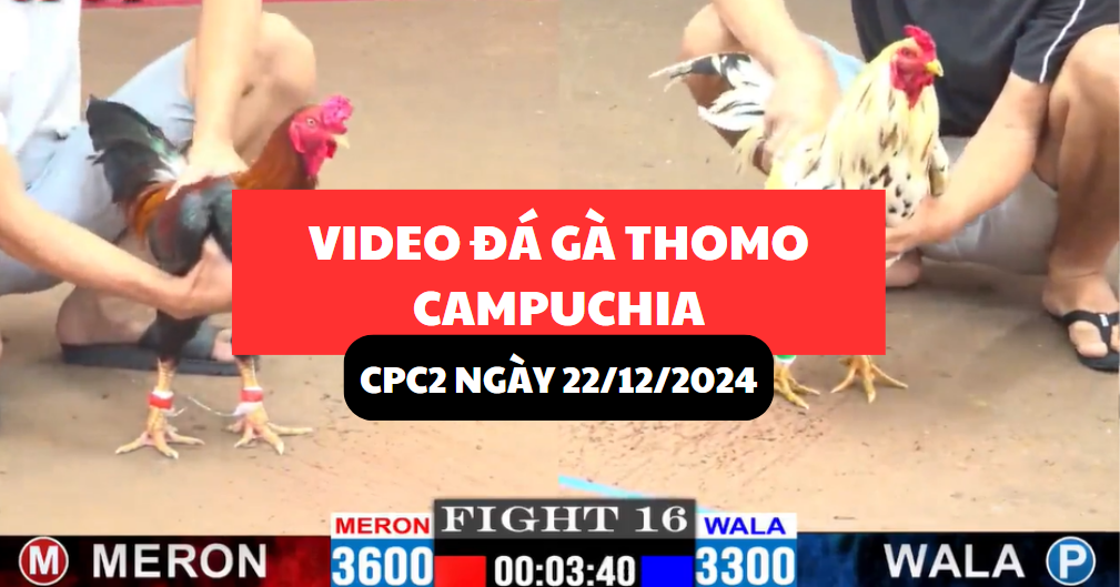 đá gà thomo tại cpc2 ngày 22/12/2024 hôm nay