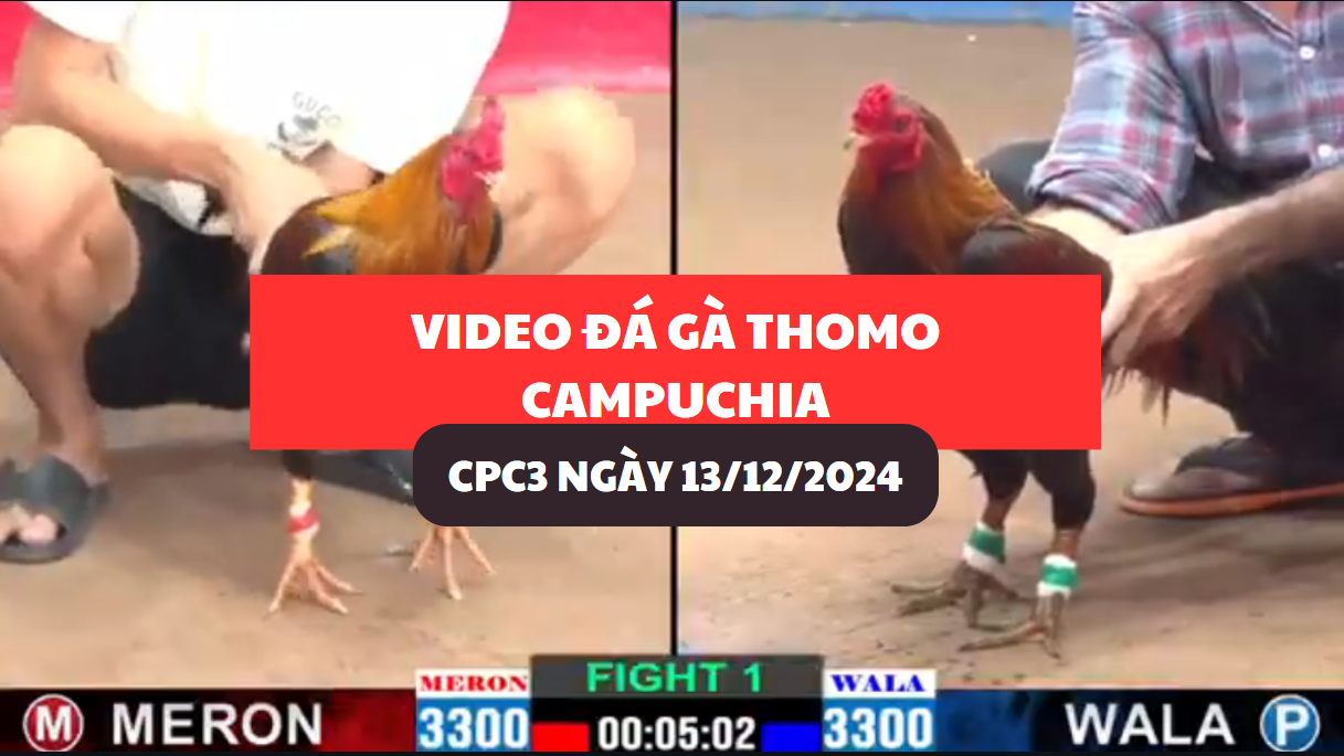 đá gà thomo tại cpc3 ngày 13/12/2024 hôm nay