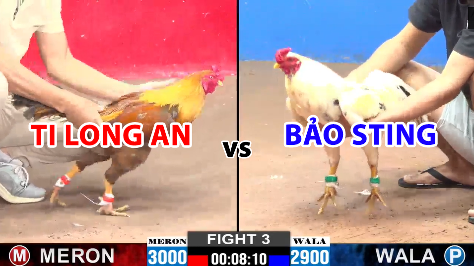 trận 3 cpc2 ngày 11/12/2024 bảo sting vs ti long an