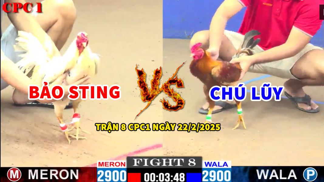 trận 8 cpc1 ngày 22/2/2025 hôm nay bảo sting vs chú lũy