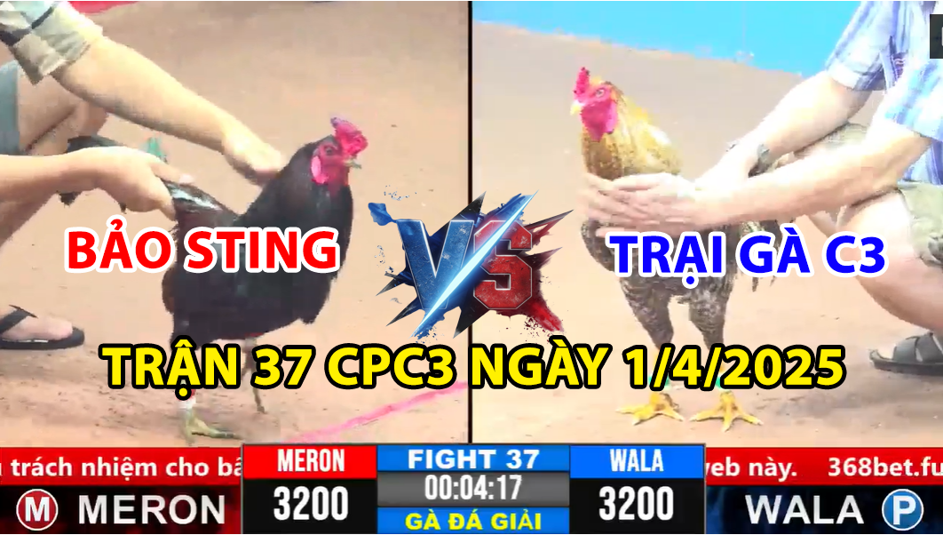 trận 37 cpc3 ngày 1/4/2025 hôm nay giữa bảo sting vs trại gà c3