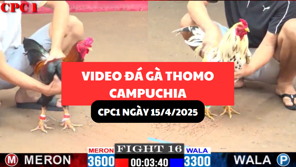 video đá gà thomo tại cpc1 ngày 15/4/2025 hôm nay