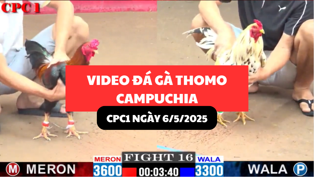 video đá gà thomo tại cpc1 ngày 6/5/2025 hôm nay