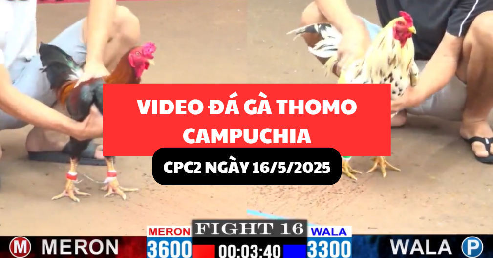 video đá gà thomo tại cpc2 ngày 16/5/2025 hôm nay