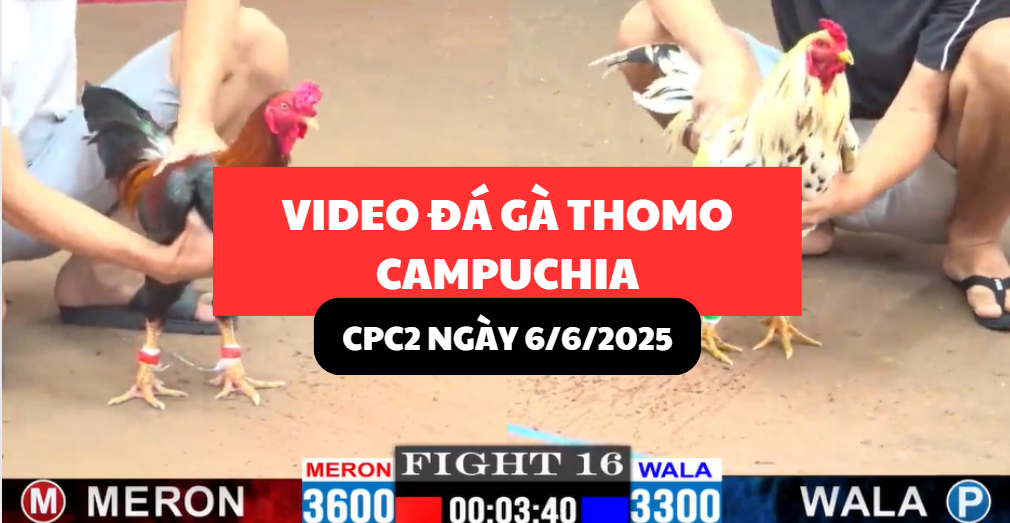 video đá gà thomo tại cpc2 ngày 6/6/2025 hôm nay
