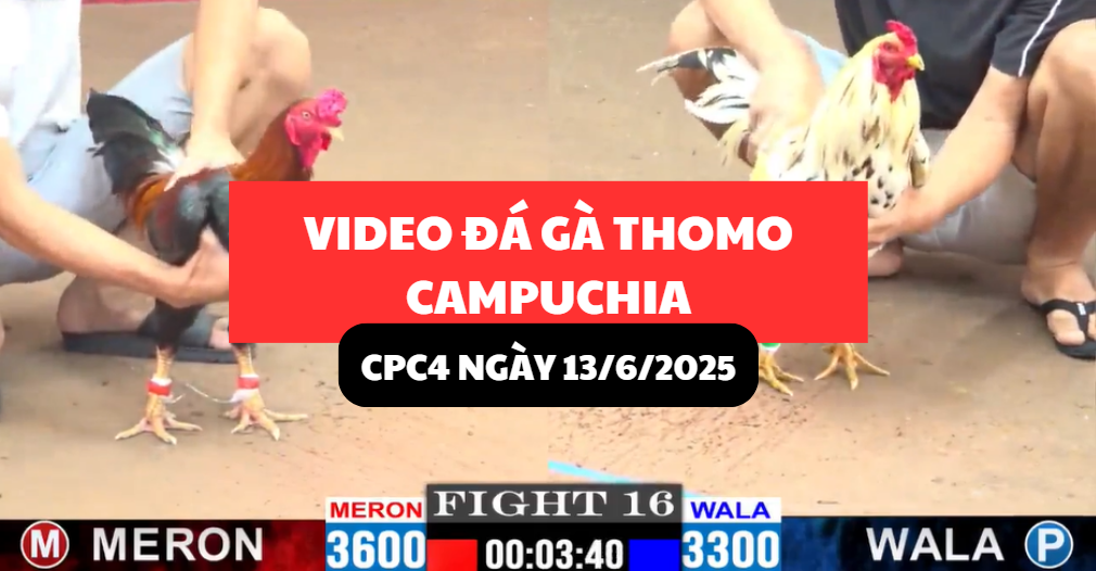 video đá gà tại thomo cpc4 ngày 13/6/2025 hôm nay
