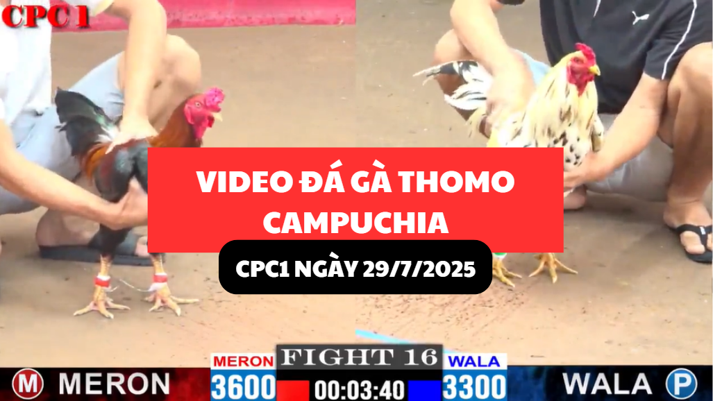 video đá gà thomo tại cpc1 ngày 29/9/2025 hôm nay