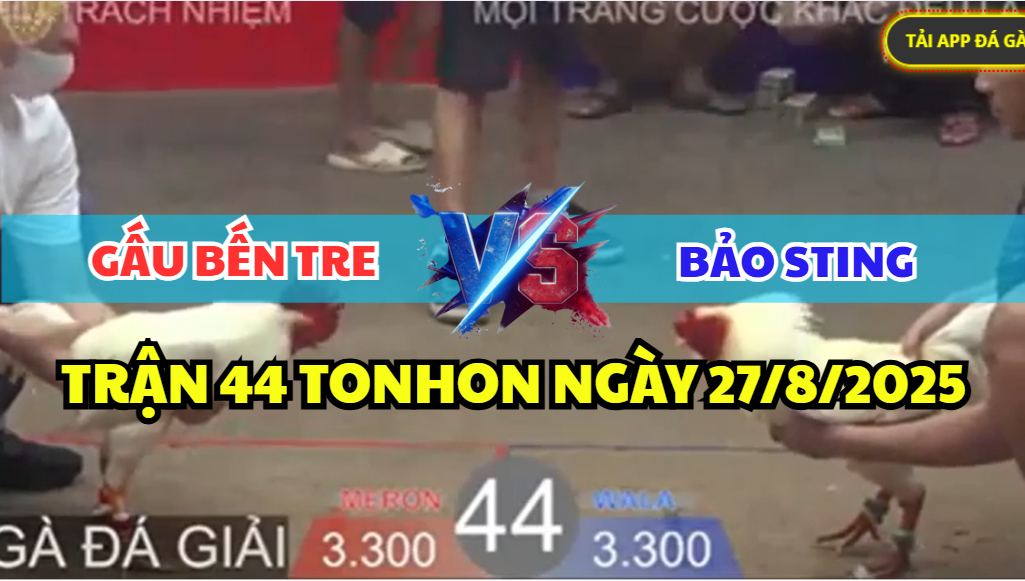 trận 44 bồ tonhon ngày 27/8/2025 hôm nay giữa bảo sting vs gấu bến tre