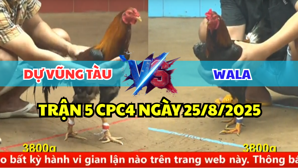 trận 5 cpc4 ngày 25/8/2025 dự vũng tàu hôm nay