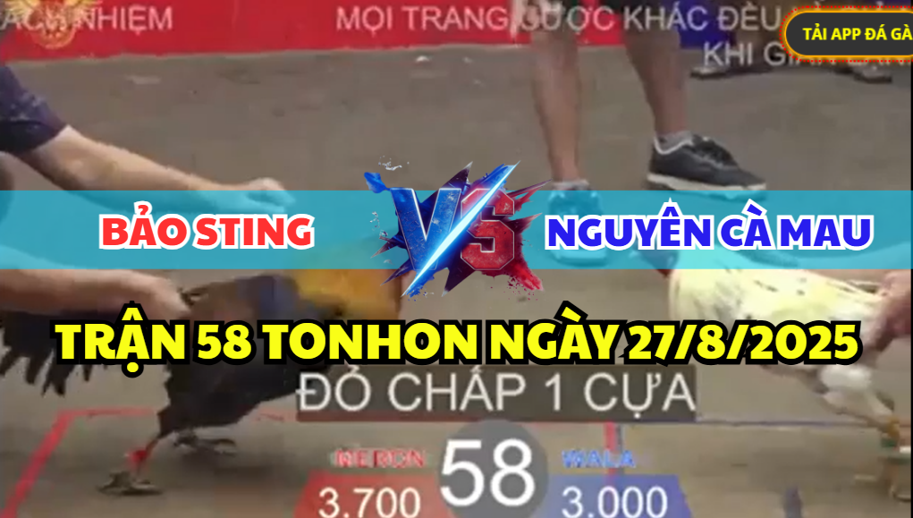 trận 58 bồ tonhon ngày 27/8/2025 hôm nay giữa bảo sting vs nguyên cà mau