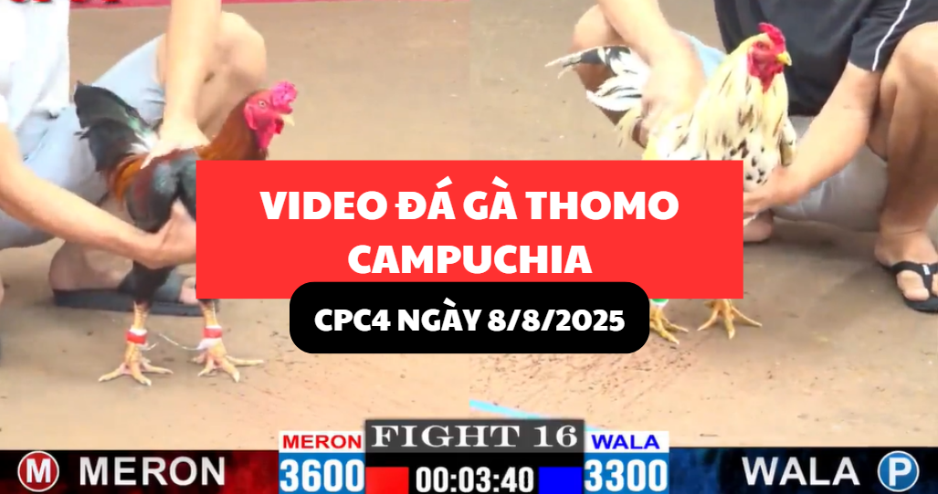 trực tiếp đá gà thomo tại cpc4 ngày 8/8/2025 hôm nay