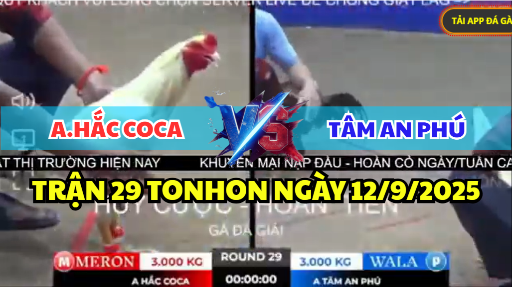 trận 29 tonhon ngày 12/9/2025 hôm nay
