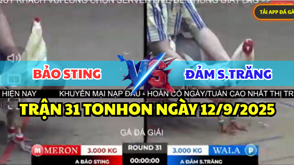trận 31 tonhon ngày 12/9/2025 hôm nay giữa bảo sting vs đảm sóc trăng