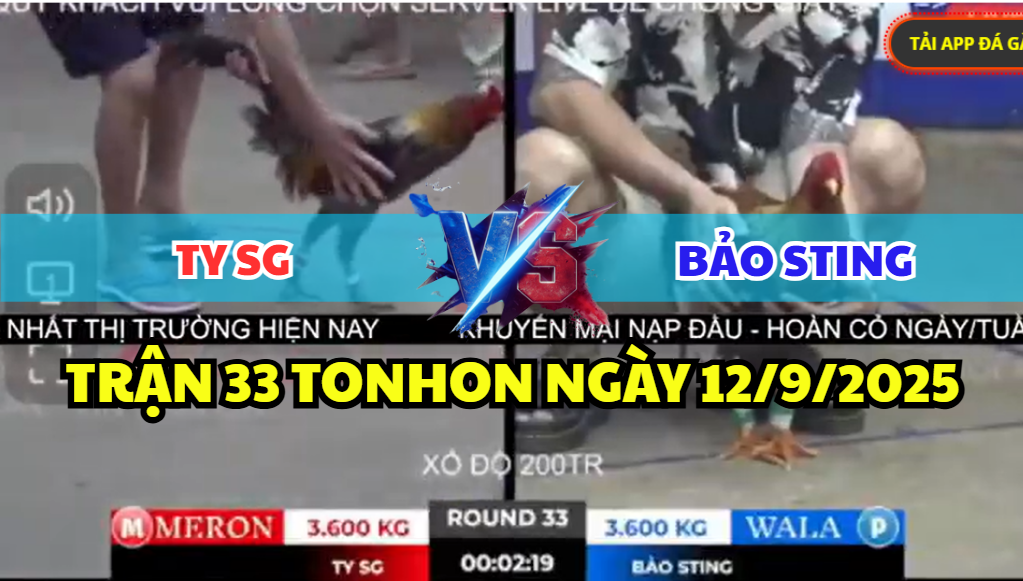 trận 33 tonhon ngày 12/9/2025 hôm nay giữa bảo sting và ty sg