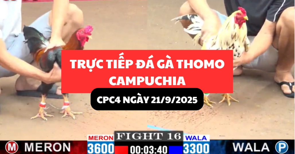 trực tiếp đá gà thomo tại cpc4 ngày 21/9/2025 hôm nay