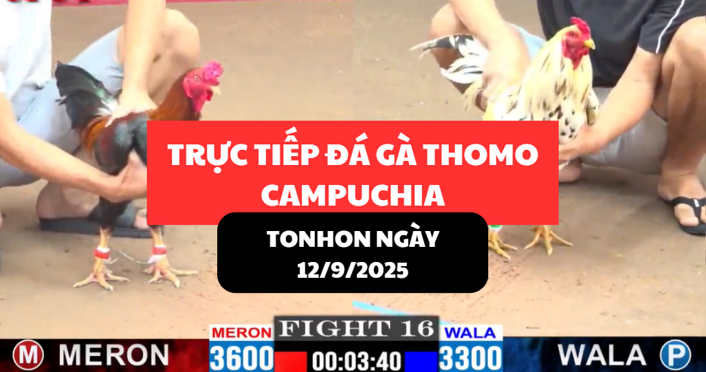 trực tiếp đá gà thomo tại tonhon ngày 12/9/2025 hôm nay